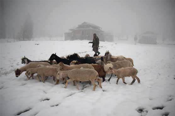 Fenced in: The Kashmir barrier that is endangering wildlife