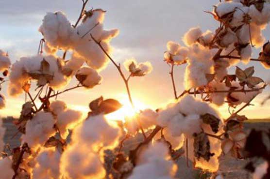 Cotton imports surge by 190 percent due to poor growth