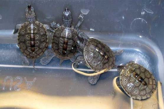 Canadian banned from owning turtles after smuggling 38 in pants