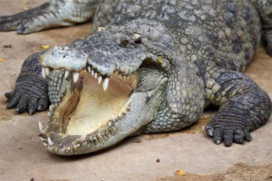 Trap snaps shut on drug dealers who guarded cash with crocs