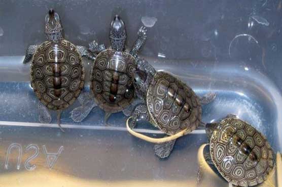 Canadian banned from owning turtles after smuggling 38 in pants
