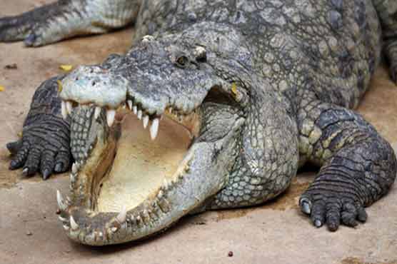 Trap snaps shut on drug dealers who guarded cash with crocs