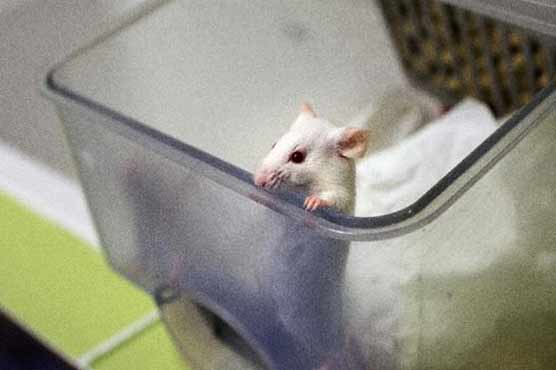 Gene-editing technique heals mice with muscular dystrophy