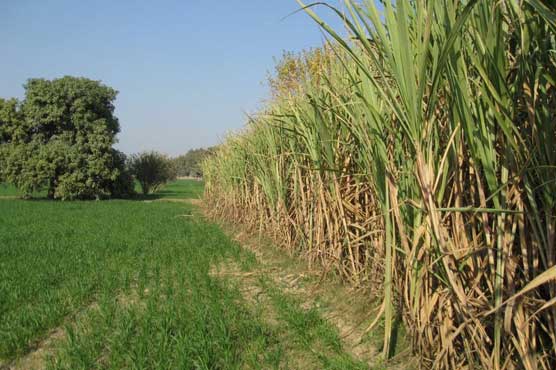 DI Khan farmers earning less than price set by govt for sugarcane