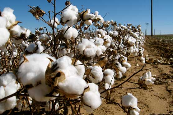 Cotton production sees 15-year low with 34 percent plunge