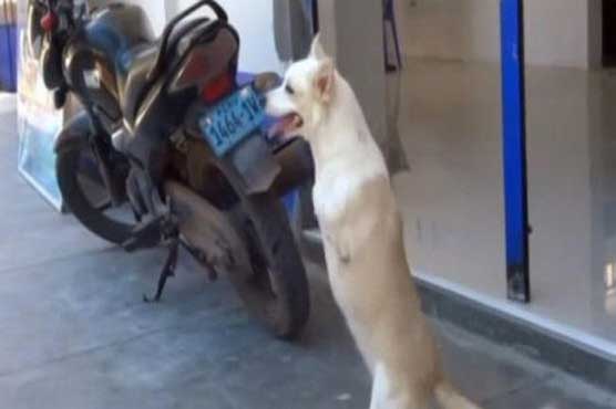 Two-legged dog becomes town celebrity