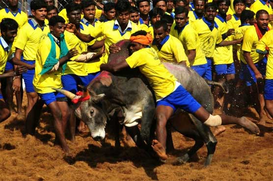 India lifts ban on controversial bull run festival