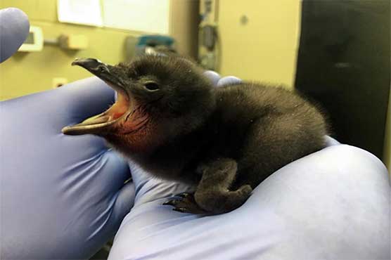 US zoo names penguin chick 'Bowie'