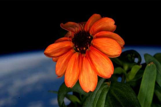First flower blooms on international space station