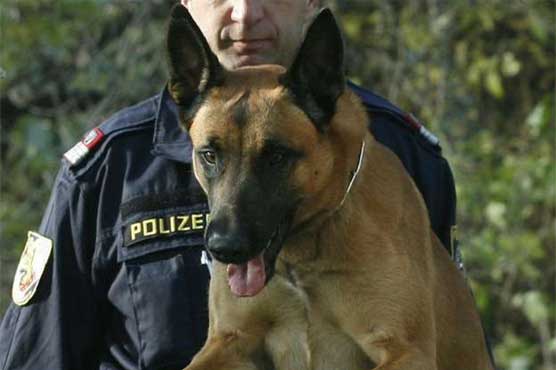 Police dog finds couple's life savings, in the kitchen