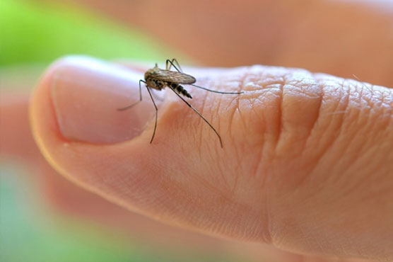 Florida reports first three Zika virus cases