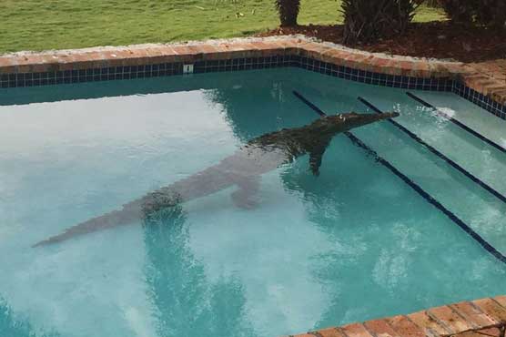 Crocodile takes a swim in Florida pool