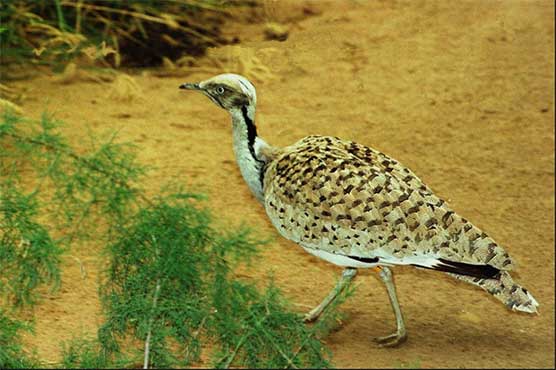Supreme Court allows houbara bustard hunting
