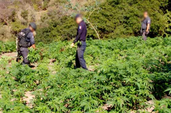 Police burn 75 tonnes of marijuana in Mexico