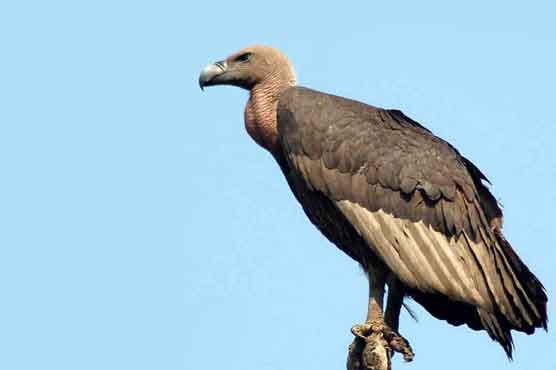 Israel fears for 'spy' vulture caught in Lebanon