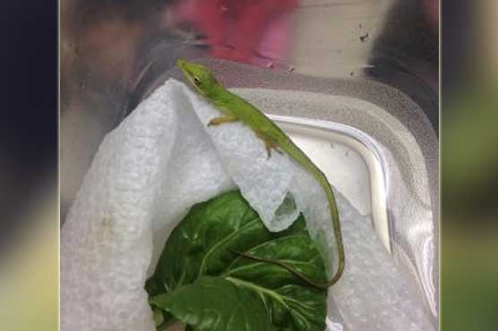 Lizard lounging in New Jersey pupil's salad is now class pet