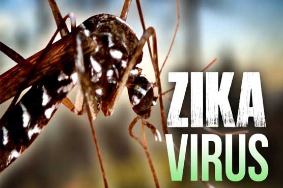 Zika virus 'spreading explosively': WHO