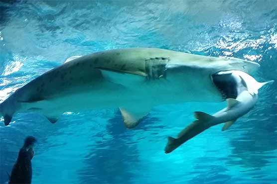 Shark swallows shark in Seoul aquarium 