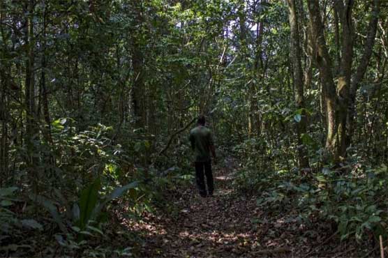 Into Zika's heart: the Ugandan forest where virus was found