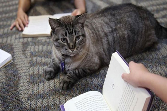 Texas city council votes to reinstate library cat