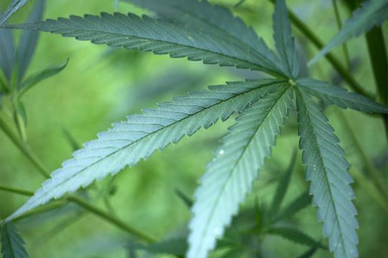 Aussie man calls cops after dad burns cannabis