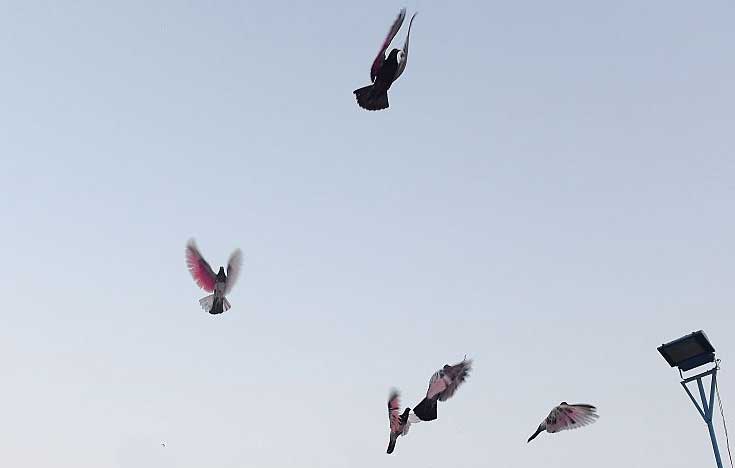 Where dreams take flight: Pakistan's pigeon racers