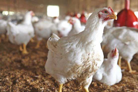 Chicken price surge feared, poultry association demands tax relief