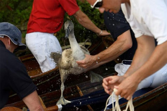 Annual Royal 'Swan-Upping' takes place on River Thames