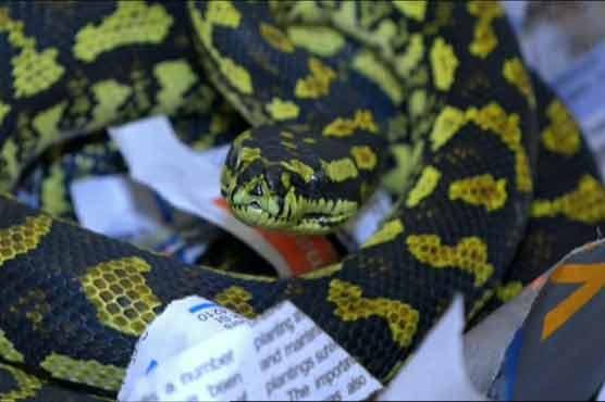 Snake on a train: Australian police seize northbound pet python