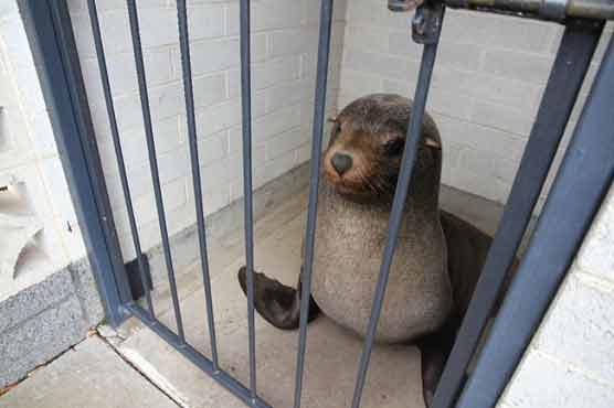 Australian woman finds napping seal in cemetery toilet