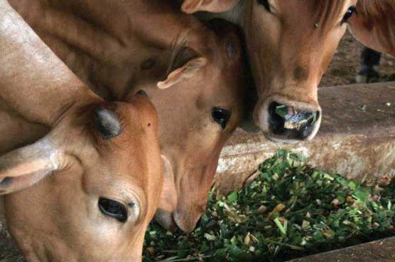 Rs.650 mn fraud detected in Karachi's Bhambore Dairy Village project