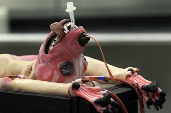 Alberta is a scary-looking dog, but she's great as a cadaver