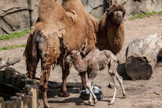 Chicago zoo's baby camel 'Alexander Camelton' a social media star