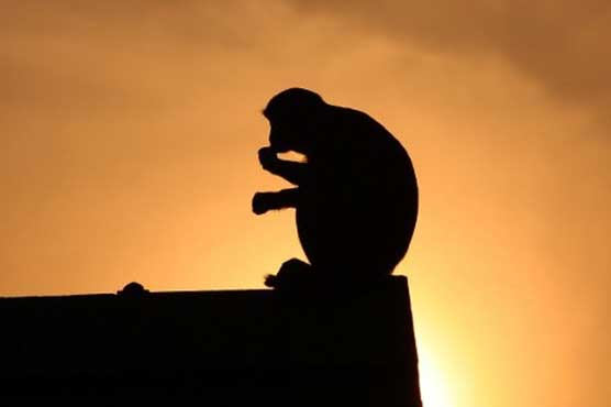 Kenya nationwide blackout caused by monkey tripping transformer