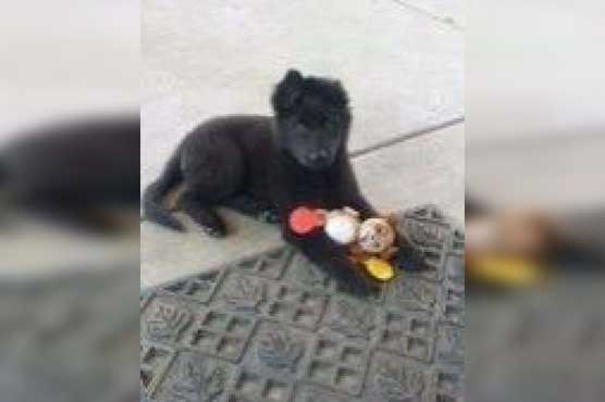 Robbers steal puppy at gunpoint from boy in California
