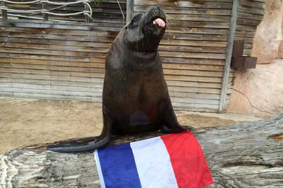 Watson the sea-lion picks Euro soccer cup winners