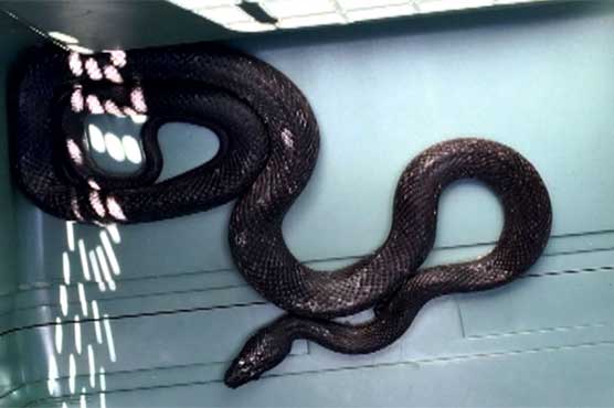 Snake falls from car's dashboard onto driver's feet