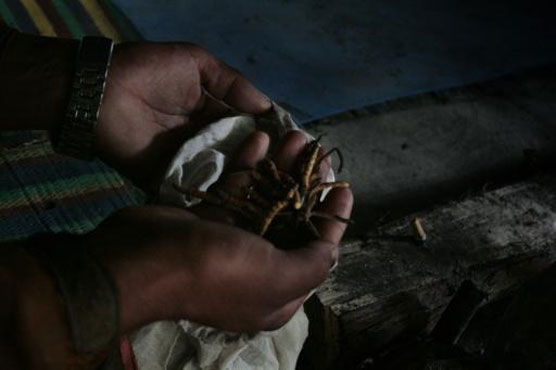 Nepal villager killed in fight over 'Himalayan Viagra'