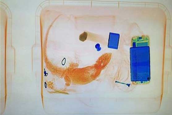 X-ray machine foils attempt to sneak iguana into courthouse