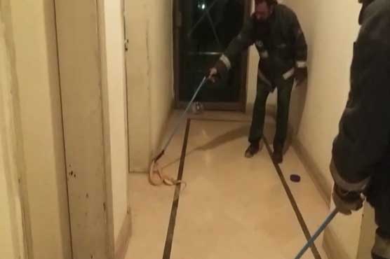 Six-ft long snake terrorizes Faisalabad family