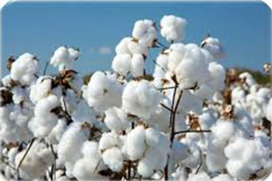 Cotton prices in country increase by Rs 300