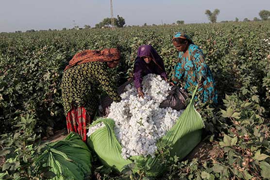 Pakistan's cotton imports to hold near record highs as output dwindles