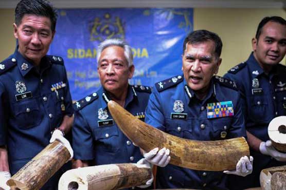 Malaysia customs seizes 159 kg in smuggled ivory