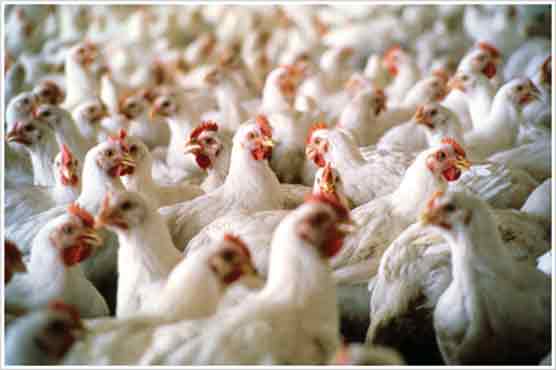 Poultry association fined for overpricing chicken