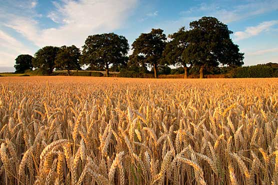 Circular debt pertaining to wheat hits Rs 120 billion