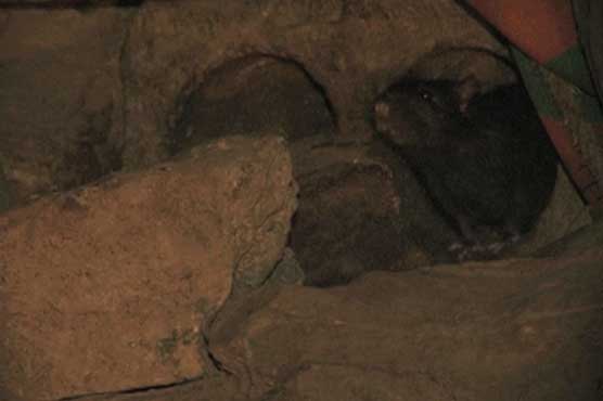 Peshawar: Increasing rat-biting cases force CM Khattak to pull up socks