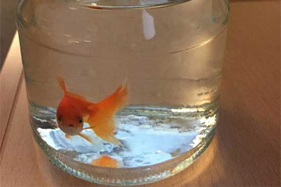 Norwegian police trawl for goldfish owner