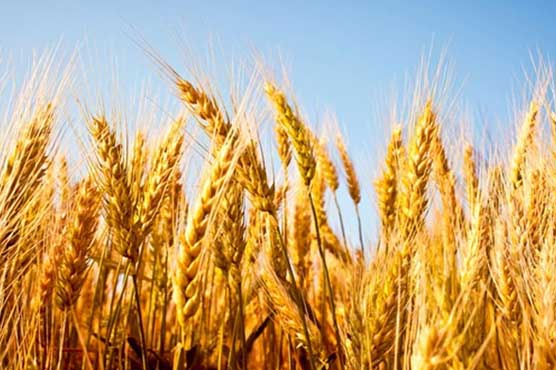 Bumper wheat yields expected in current season