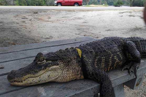 Florida woman fights to keep pet alligator 'Rambo' at home