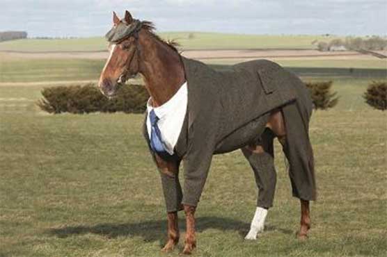 Horse dressed in tweed suit ahead of Cheltenham Festival